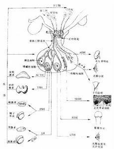 人造雌酚