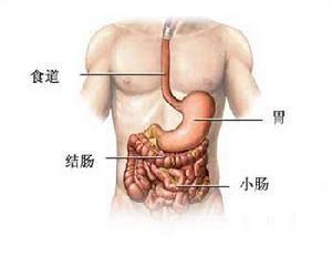 肠胃消化道