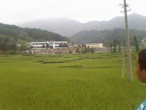 柳坪风景。