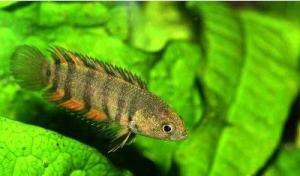 安氏细梳攀鲈（Microctenopoma ansorgii）