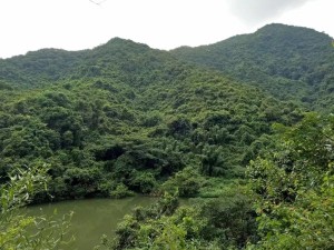 梧桐山