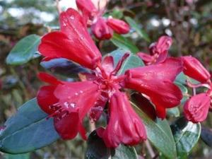 杜鹃属植物有哪些名称 300