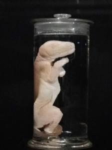 澳大利亚国家博物袋狼标本