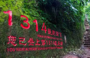 爱情天梯