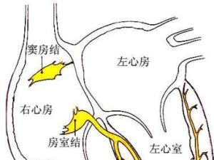 1形态结构录目窦结又称右心房外膜位置卵圆形的柱体形状sinoatrial