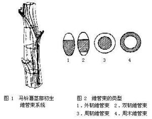 变褐色的维管束