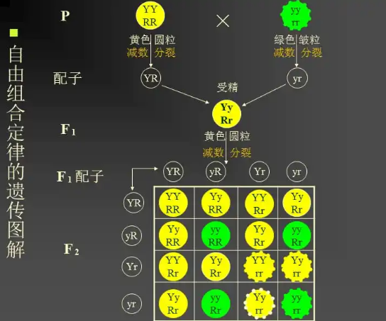 自由组合规律