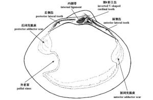 图2蛤蜊科左壳内部模式图