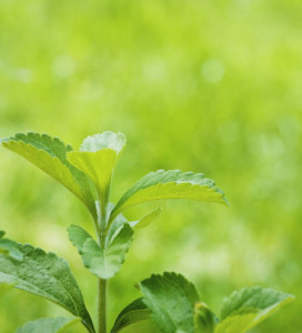 甜叶菊