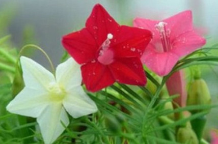 茑萝 旋花科茑萝属植物 搜狗百科