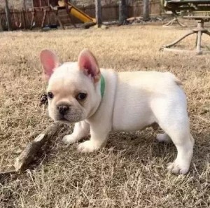 斗牛犬