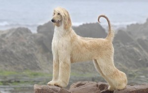 阿富汗猎犬