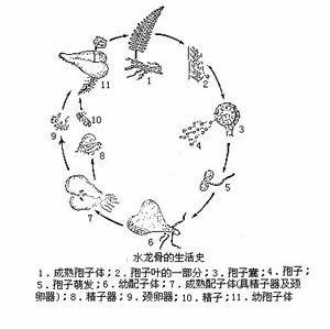 无配子生殖