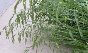 疏花雀麦