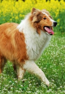 苏格兰牧羊犬