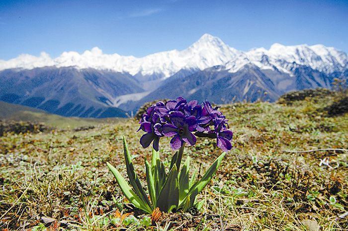 紫花雪山报春 报春花科报春花属植物 搜狗百科