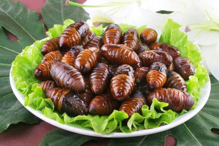 蚕蛹 蚕的形态 搜狗百科