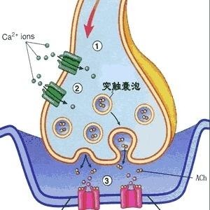 突触体的传递工作