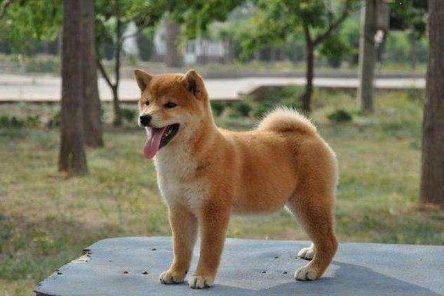 日本柴犬 搜狗百科 日本柴犬 搜狗百科