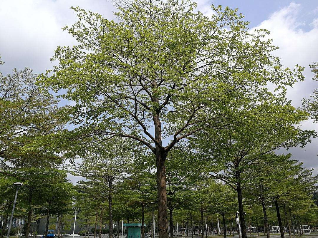 小叶榄仁