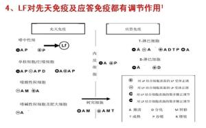 乳铁蛋白对先天免疫应答免疫有调节作用