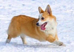威尔斯柯基犬