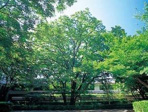 武藏大学