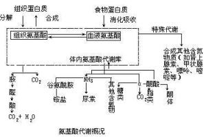 氨基酸代谢
