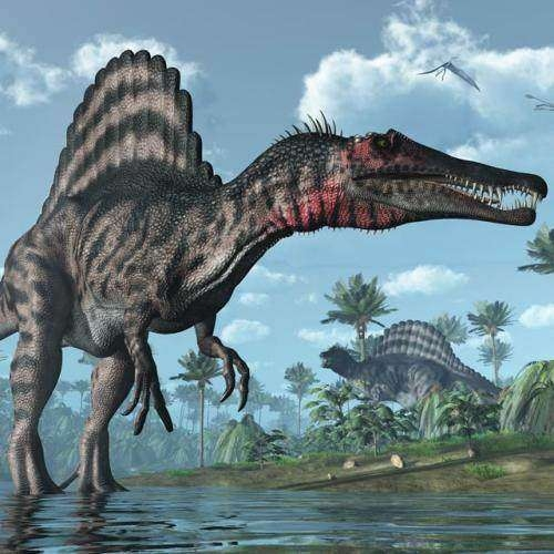 自从棘背龙被发现之后,它们成为最长与最大型兽脚类恐龙的候选者之一