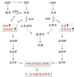 腺苷脱氨酶 作用图