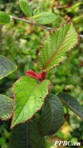 美丽猕猴桃 Actinidia melliana