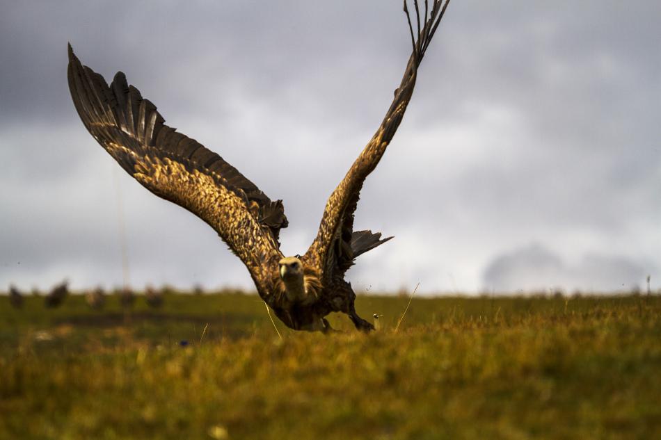 秃鹫(秃鹫属动物) - 搜狗百科