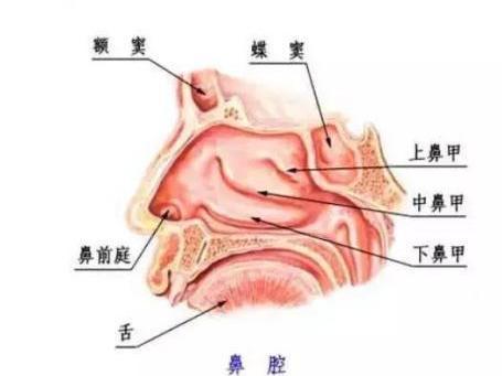 鼻前庭 搜狗百科