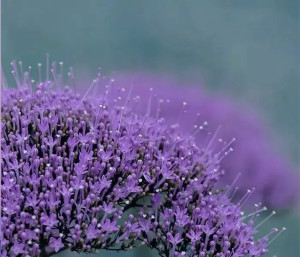 意为"深蓝色";其别名"夕雾"来自日语,描述其伞房花序团团簇簇,远看似