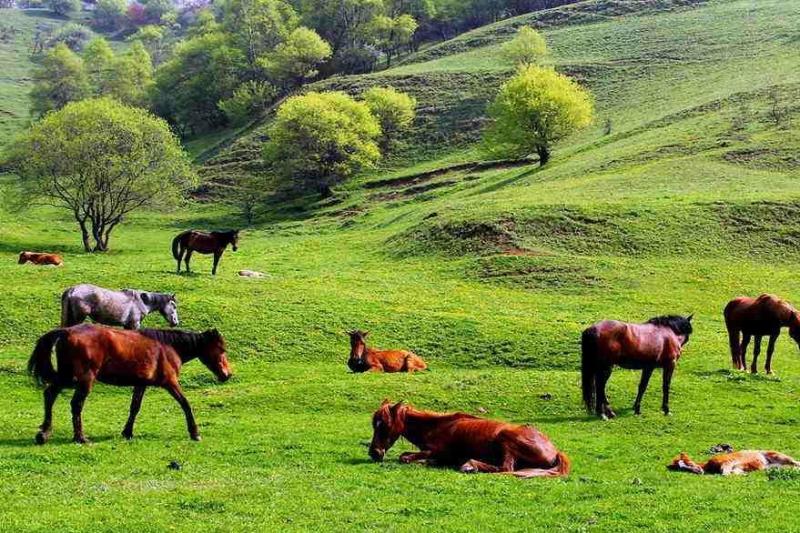 关山草原 搜狗百科