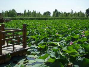 北京野鸭湖湿地公园夏季风景