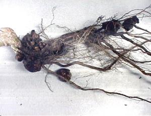 使根或茎的增生