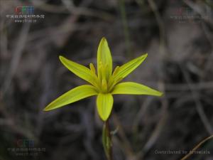 顶冰花