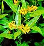 马利筋(Asclepias curassavica)