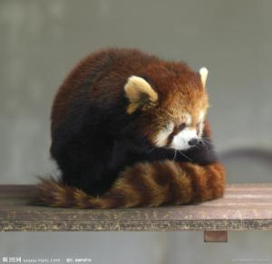 小熊猫属动物