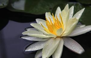 黄睡莲