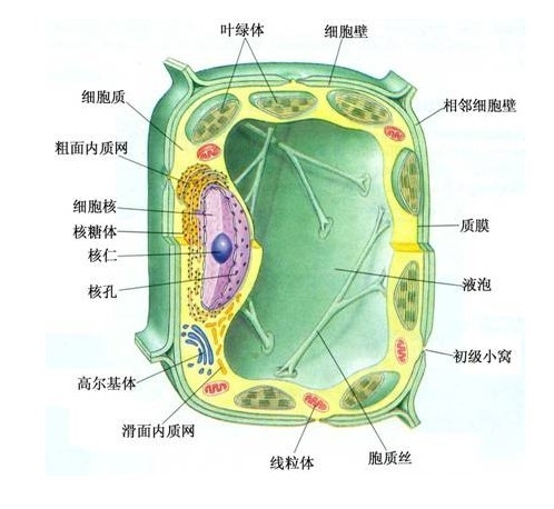 细胞器结构示意图图片