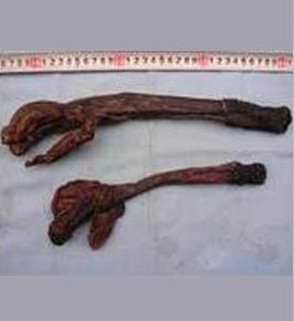 割取其阴茎及睾丸,剔除残肉及油脂,洗净,悬挂于通风处阴干或晒干.