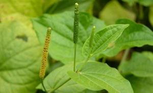 砂药草