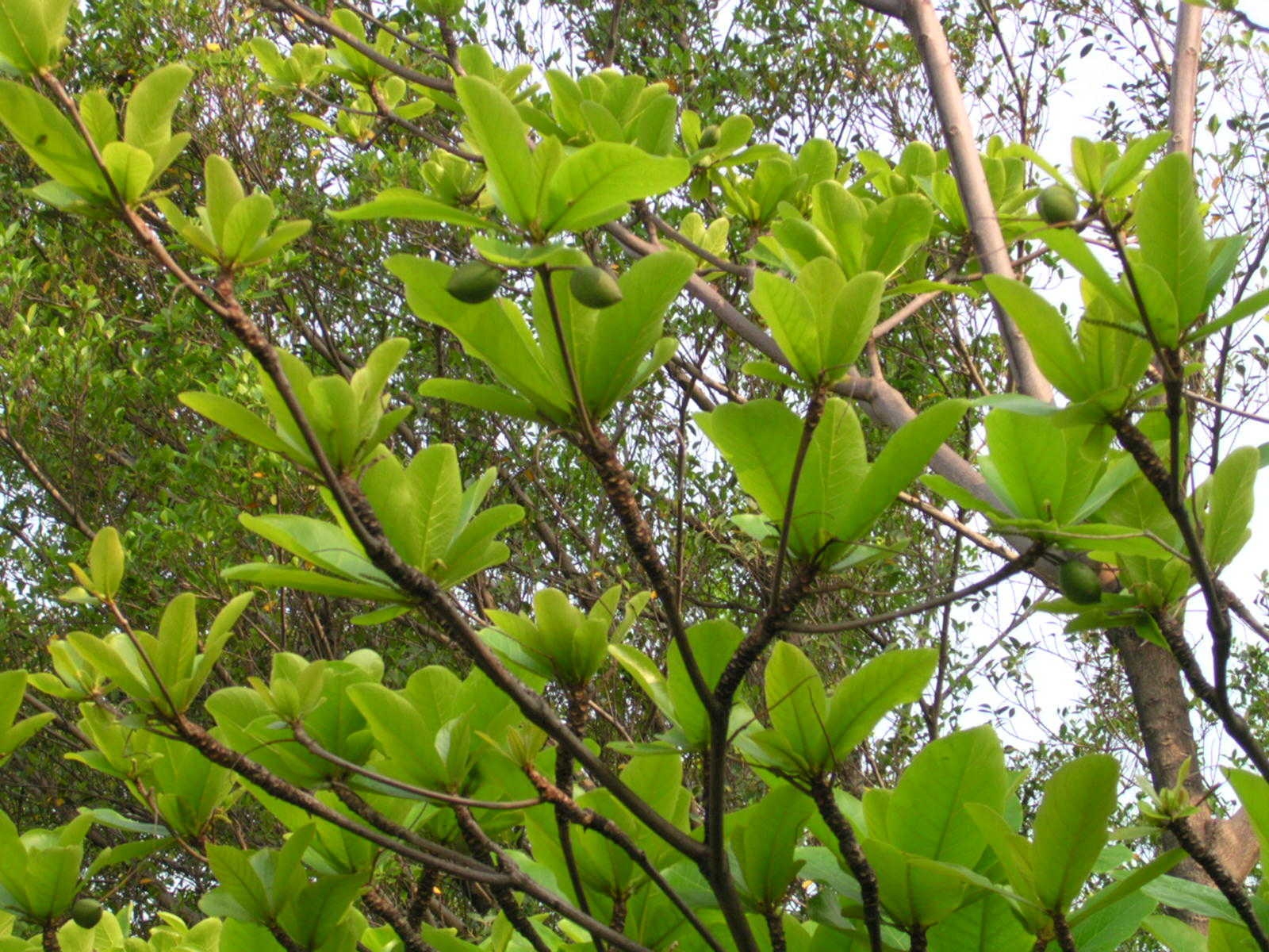 榄仁树树叶图片