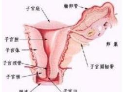 撤退性子宫出血