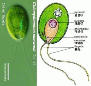 衣藻细胞结构图手绘图片