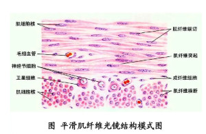 平滑肌