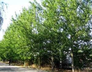 杨树