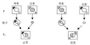 细胞质遗传